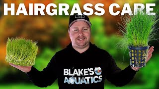 How to Get a Hairgrass Carpet  Dwarf Hairgrass Care and Propagation Guide [upl. by Orlene]