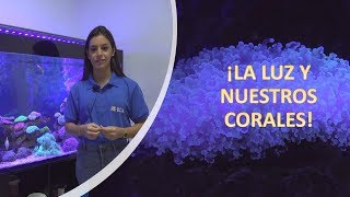 Luz y corales en acuarios marinos [upl. by Mueller]