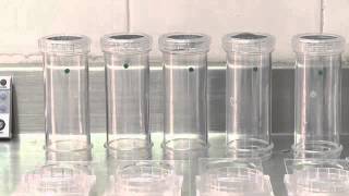 The WHO Tube Test for Determining Insecticide Susceptibility in Mosquitoes SD [upl. by Hieronymus669]