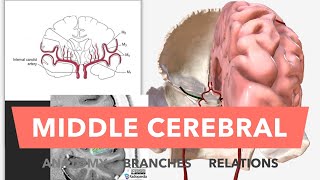 Middle Cerebral Artery  Anatomy Branches amp Relations [upl. by Nerti]