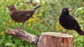 Blackbirds in My Garden [upl. by Ziguard46]