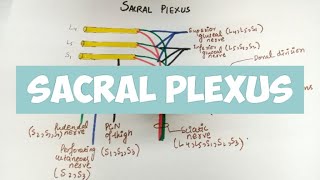 SACRAL PLEXUS Explanation 👍 🔥🔥 [upl. by Winter]