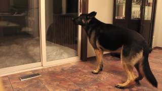 German Shepherd barking [upl. by Ahsaetal311]