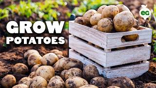 How to Grow EASY Potatoes From Seed to Harvest 🥔 [upl. by Hester398]