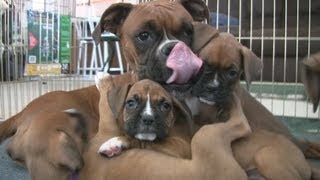 Cute 6 Week Old Boxer Puppies Playing [upl. by Aneehsit]