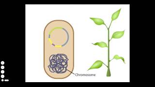 Agrobacterium A Plant Gene Transfer Vector [upl. by Esinev797]