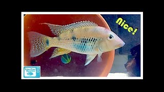 Geophagus steindachneri Breeding and Care [upl. by Sualocin324]