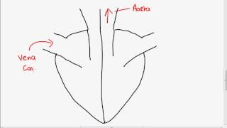 Structure of the Heart [upl. by Ycrad]