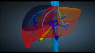 La segmentation hépatique [upl. by Senecal]