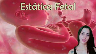 Estática Fetal Mecanismos do Parto e Discinesias [upl. by Kcirdorb280]