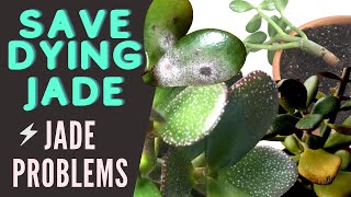 Jade Plant Problems and Pests  Save a DYING Crassula Ovata  MOODY BLOOMS [upl. by Rhee45]