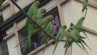 Redbreasted Parakeet with Roseringed Parakeets [upl. by Halpern]