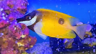 🐟FOXFACE RABBITFISH 🐠🐟 [upl. by Gombosi]