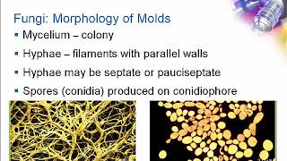 Introduction to Clinical Mycology Part 1 Hot Topic [upl. by Cochran]