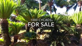 1000 Cycads [upl. by Yesnnyl]