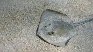 Facts The Common Stingray [upl. by Eliades384]