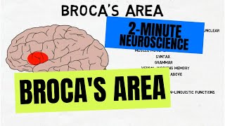 2Minute Neuroscience Brocas Area [upl. by Kaiulani]