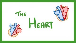 GCSE Biology  The Heart 23 [upl. by Bodnar845]