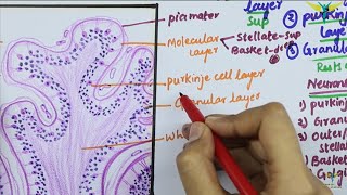 Histology of CEREBELLAR CORTEX [upl. by Iloj]