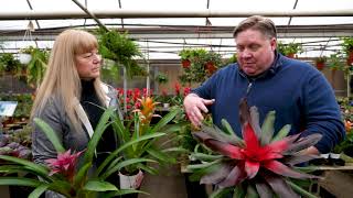 Gardening basics How to care for bromeliads [upl. by Monah]