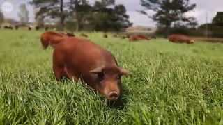 Red wattle hog paradise can be found in George County [upl. by Benedikta]