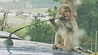 Monkeys Damage Cars at Longleat Safari Park [upl. by Dona739]