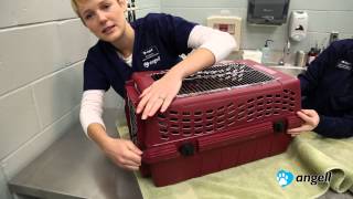 How to Put Your Cat in the Carrier [upl. by Cari146]